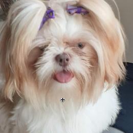 Lilly - Shih Tzu