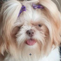 Lilly - Shih Tzu