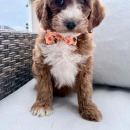Puppy 7 - Apricot female Irish Doodle puppy in Bloomfield, Iowa from Schooley Doodles