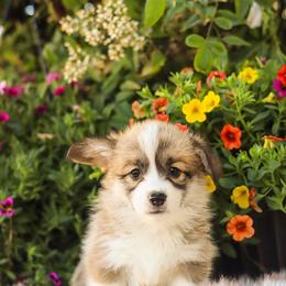 Foxy - Sable female Pembroke Welsh Corgi puppy in Caliente, California from Rafter Cross 7