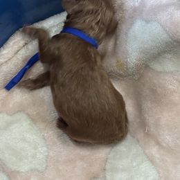 Boy1 - Red  male Poodle puppy in Covina, California from Shih_doodle_Co