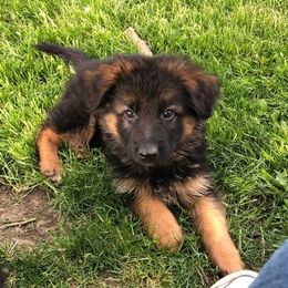 German Shepherd Puppies from Carrithers Kennels