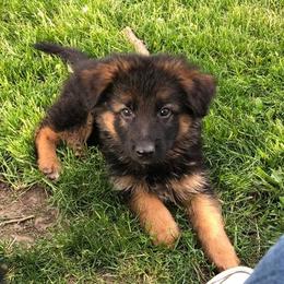 German Shepherd Puppies from Carrithers Kennels