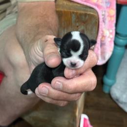 Princess Peach - Black and white female Chihuahua puppy in Dime Box, Texas from Color Me Crazy Chihuahuas