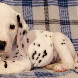 Dalmatians from Clearfork Dalmatians