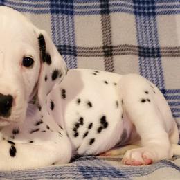Dalmatians from Clearfork Dalmatians