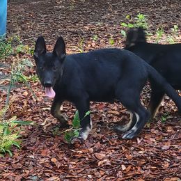 German Shepherds from Shadowolf Shepherds