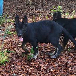 German Shepherds from Shadowolf Shepherds
