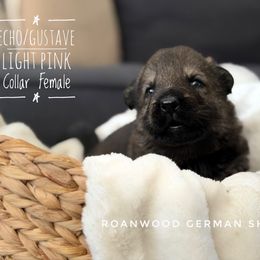Light pink collar female - Sable female German Shepherd puppy in Carlisle, Arkansas from Roanwood German Shepherds