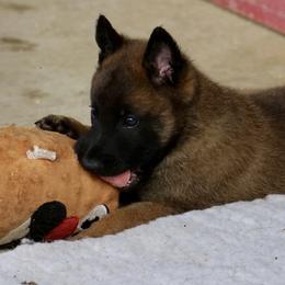 Boy 1 - male Belgian Malinois puppy in Vinita, Oklahoma from Alouette Belgians