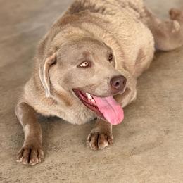 Shiloh - Labrador Retriever