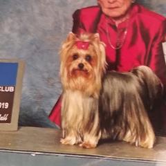 Yorkshire Terriers from Pam Gatrell's Yorkshire Terriers