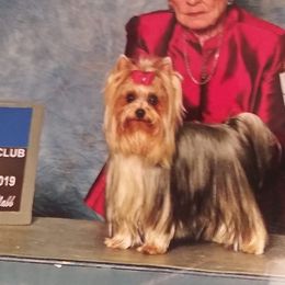 Yorkshire Terriers from Pam Gatrell's Yorkshire Terriers