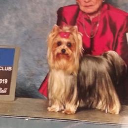 Yorkshire Terriers from Pam Gatrell's Yorkshire Terriers