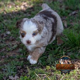 Tempest - Red merle female Miniature American Shepherd puppy in Granbury, Texas from Best Little Aussies
