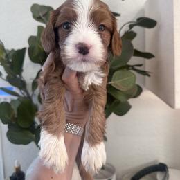Tux - Red male Cavapoo puppy in Sacramento County, California from Sac-Town Poodles and Doodles