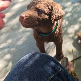 Nissa - Brown female Chesapeake Bay Retriever puppy in Soap Lake, Washington from Desert Oasis Kennels