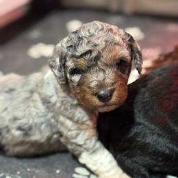 Tri Merle - Merle male Bernedoodle puppy in Petersburg, Michigan from Brittany’s Mini Bernedoodles