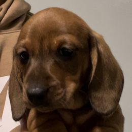 Dachshunds from Hashtag Minis
