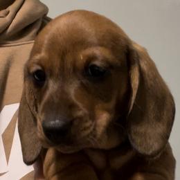 Dachshunds from Hashtag Minis