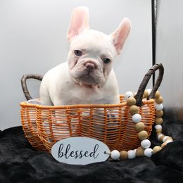 French Bulldog Puppies from Infinity Frenchies