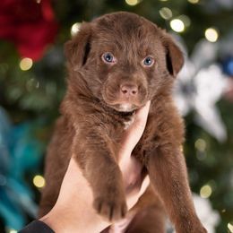 Lime Collar - Red & white male Australian Shepherd puppy in Lilburn, Georgia from Criollo Australian Shepherds