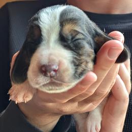 Male 1 - Black brown and white male Basset Hound puppy in Lindley, New York from Hill Top Basset Hounds & Cane Corso