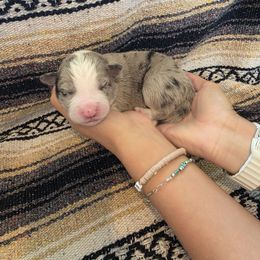 Tan Boy - White and blue merle male Border Collie puppy in Ripley, Oklahoma from Adventure5 Border Collies