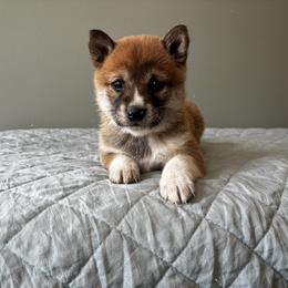 Pearl - Red female Shiba Inu puppy in Monett, Missouri from Happy Tails Shiba Inus