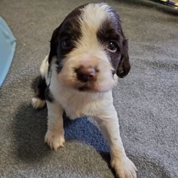 Boy 3 scottie - English Springer Spaniel puppy in North Carolina from Morrow MountainSpringers