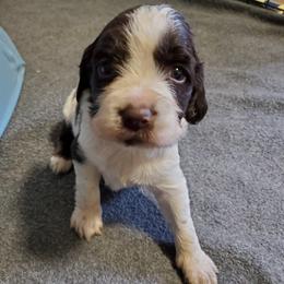Boy 3 scottie - English Springer Spaniel puppy in North Carolina from Morrow MountainSpringers