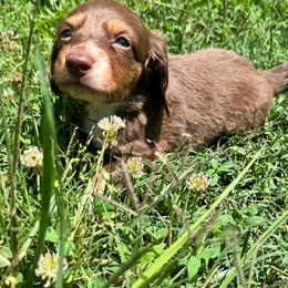 AKC male 2 - Chocolate and tan male Dachshund puppy in Knoxville, Tennessee from Thea's Puppies