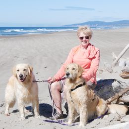 Golden Retrievers from Sunburst Goldens