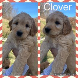 Goldendoodle Puppies from The Poodle Plantation