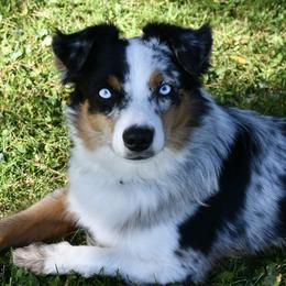 Rio - Miniature Australian Shepherd