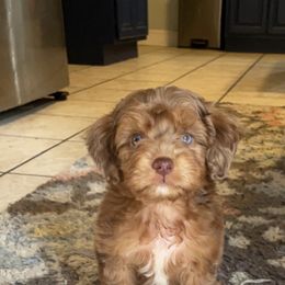 Aussiedoodle and Goldendoodle Puppies from Saddle Hill Farms