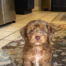 Aussiedoodle and Goldendoodle Puppies from Saddle Hill Farms