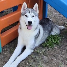 Hiccup - Brown Collar - Gray and white male Siberian Husky puppy in Tomahawk, Wisconsin from Lunter's Heaven Huskies