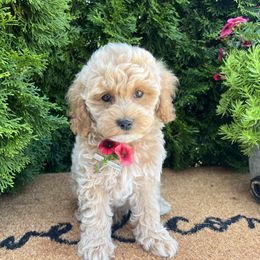Everest - Cream male Cockapoo puppy in Shipshewana, Indiana from Home Raised Cockapoos
