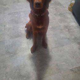 Windsey - Goldendoodle