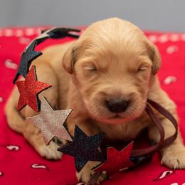 Ms. Magenta - Golden female Golden Retriever puppy in Brentwood, California from Golden M Family Farms
