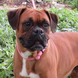 Boxers from Cunningham's Cuddly Canines