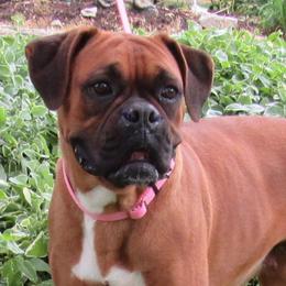 Boxers from Cunningham's Cuddly Canines