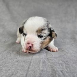 Louie - Blue merle and white male American Corgi puppy in Taylorsville, North Carolina from America's Red White and Bluie Corgis