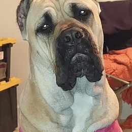 Cane Corso All Grown Up from La Muerte Corso Kennel