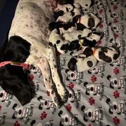 Boy 4 - Black and white male German Shorthaired Pointer puppy in Topeka, Kansas from Autumn Prairie Kennel