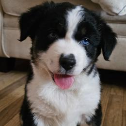 Australian Shepherd Puppies from Gypsy River Aussies