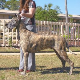 Great Danes from Rare Earth Danes