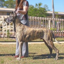 Great Danes from Rare Earth Danes