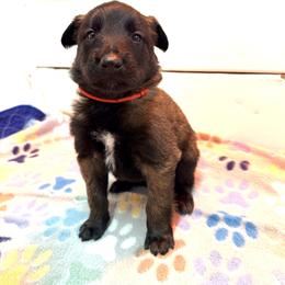Red Collar - Fawn sable male Belgian Malinois puppy in Trenton, Georgia from Laeknir K9